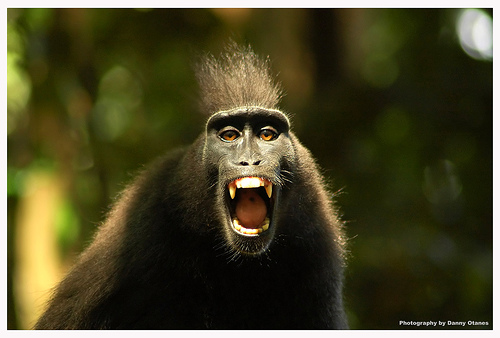 Angry monkey